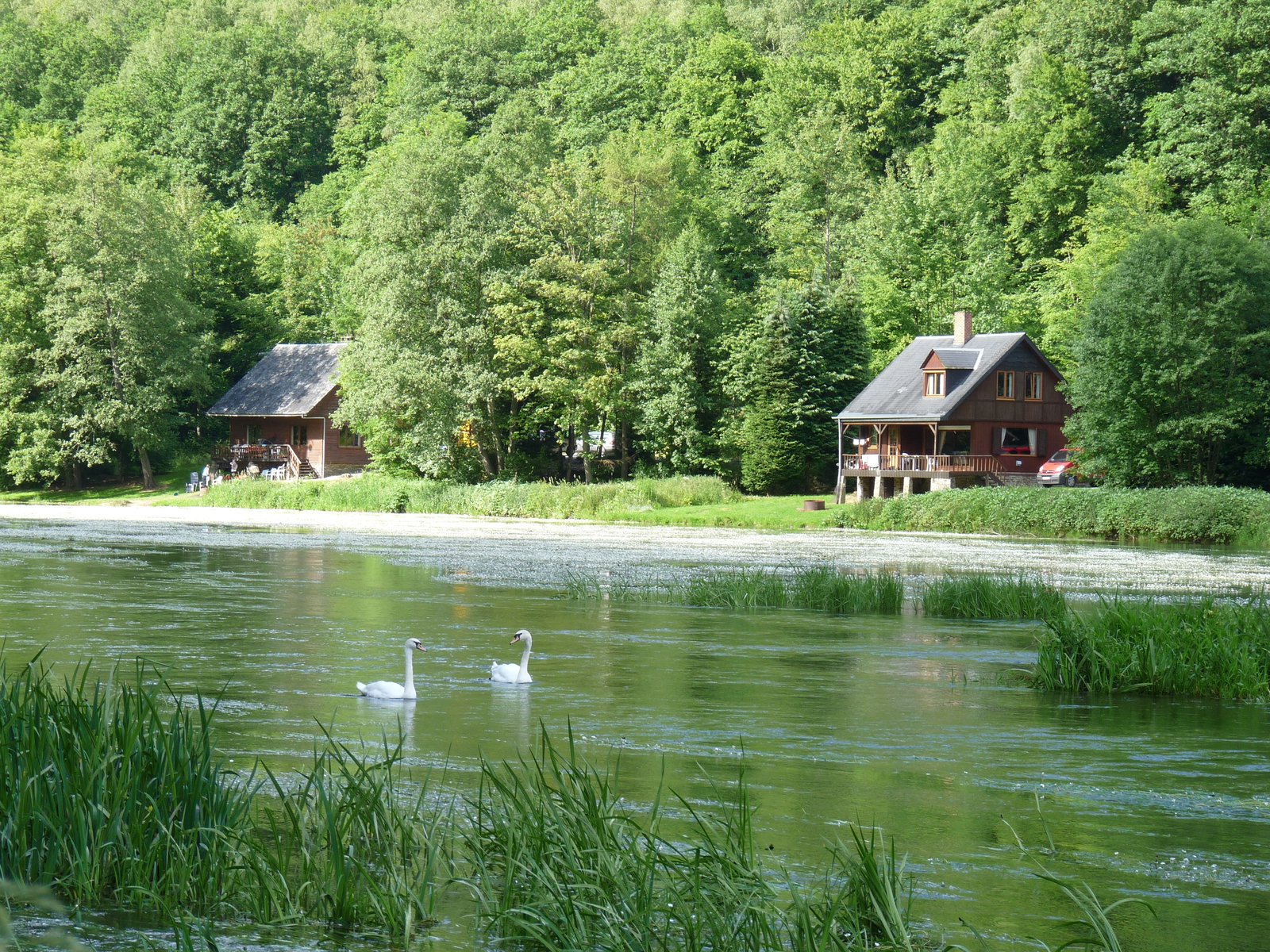 Nénuphars+Mélèzes 1