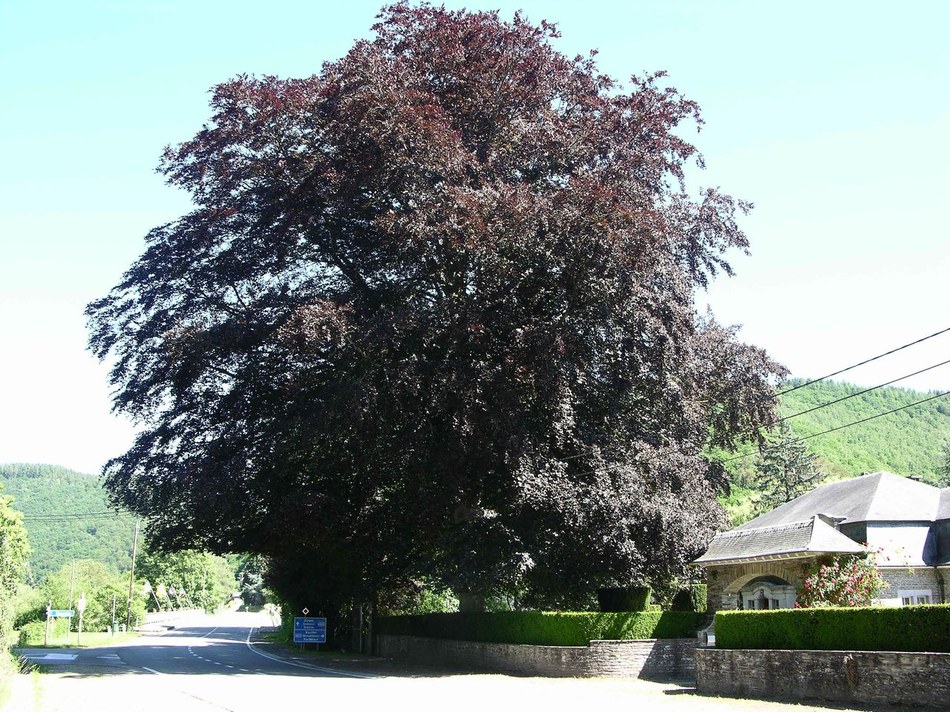 MR 116 01