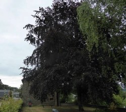 Hêtre pourpre - Chairière