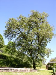 Noyer commun - Chairière