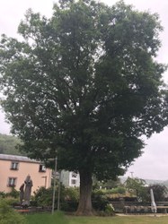 Chêne rouge d'Amérique - Chairière