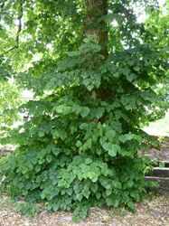 Tilleul à grandes feuilles - Chairière