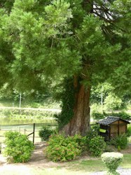Sequoia géant - Chairière