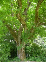 Noyer commun - Chairière