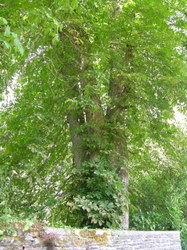 Marronnier - Chairière