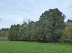 Chêne - Chairière