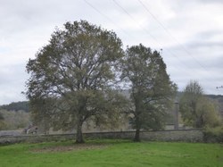 Chênes pédonculés - Chairière