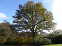 Chêne - Chairière