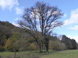 Chênes pédonculés - Chairière