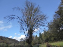 Chêne pédonculé - Chairière