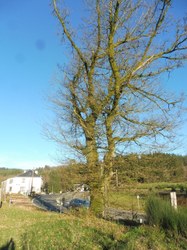 Chêne pédonculé - Chairière