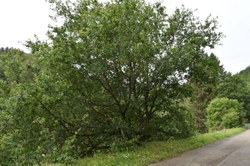 Chêne commun - Orchimont