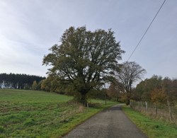 Chêne pédonculé - Bagimont