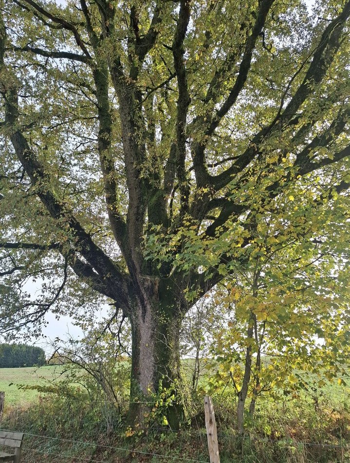 EI-002 arbre2_resultat.jpg