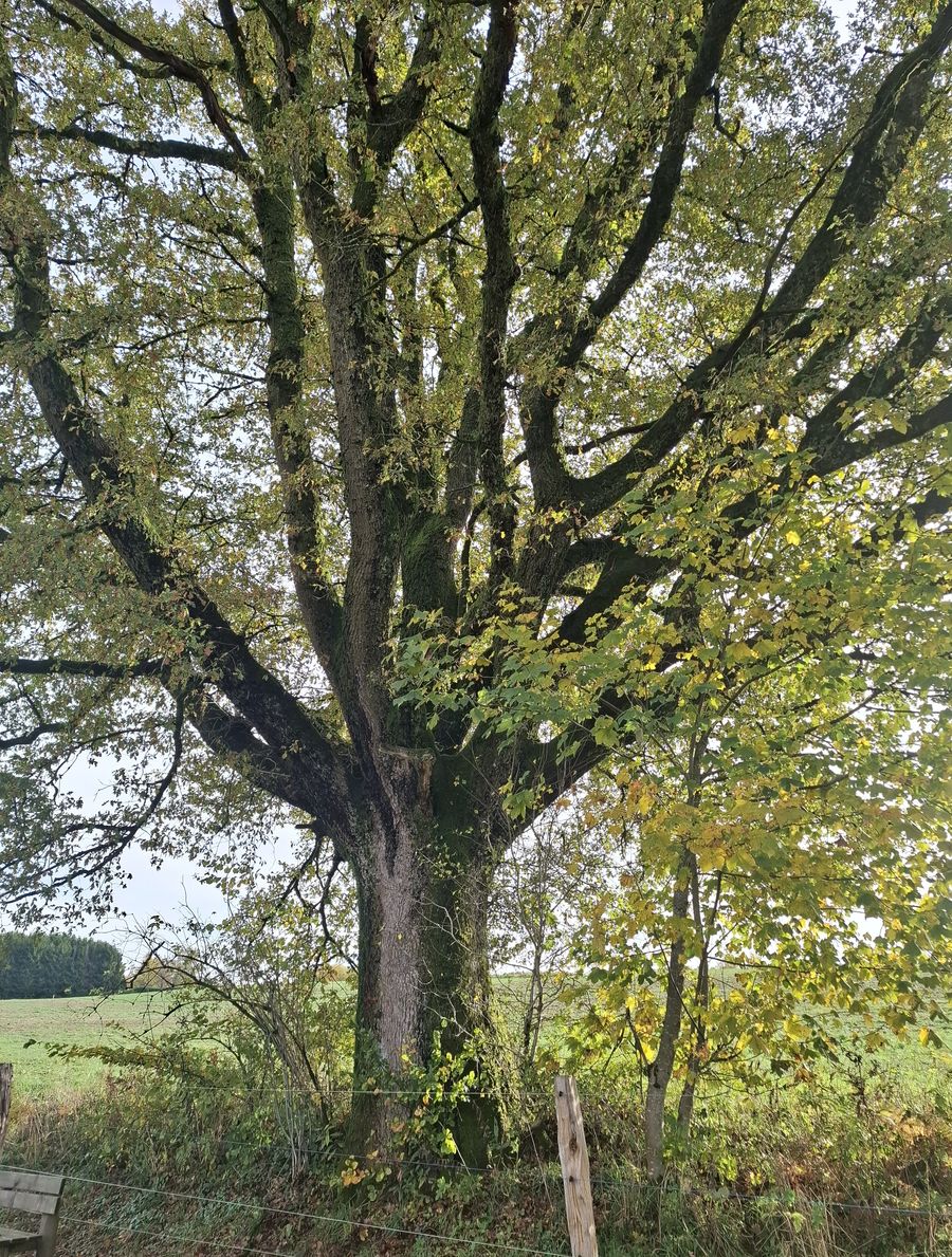 EI-002 arbre2_resultat.jpg