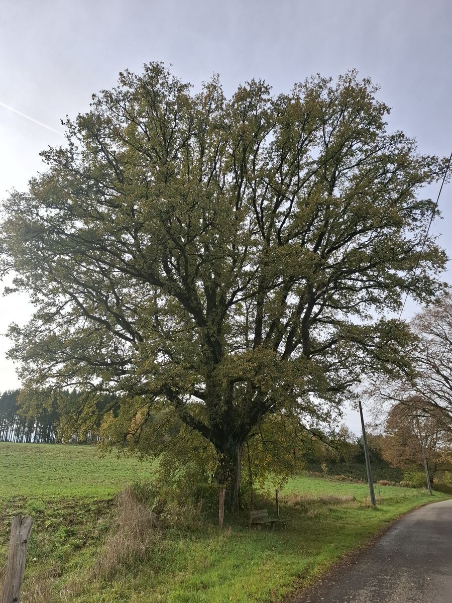 EI-002 arbre2c_resultat.jpg