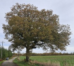 Chêne pédonculé - Bagimont