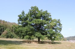 Chêne pédonculé - Laforêt