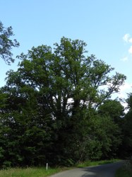 Chêne pédonculé - Orchimont