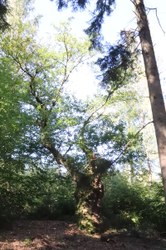 Chêne sessile (rouvre) "Chêne au Vieil Âge" - Laforêt