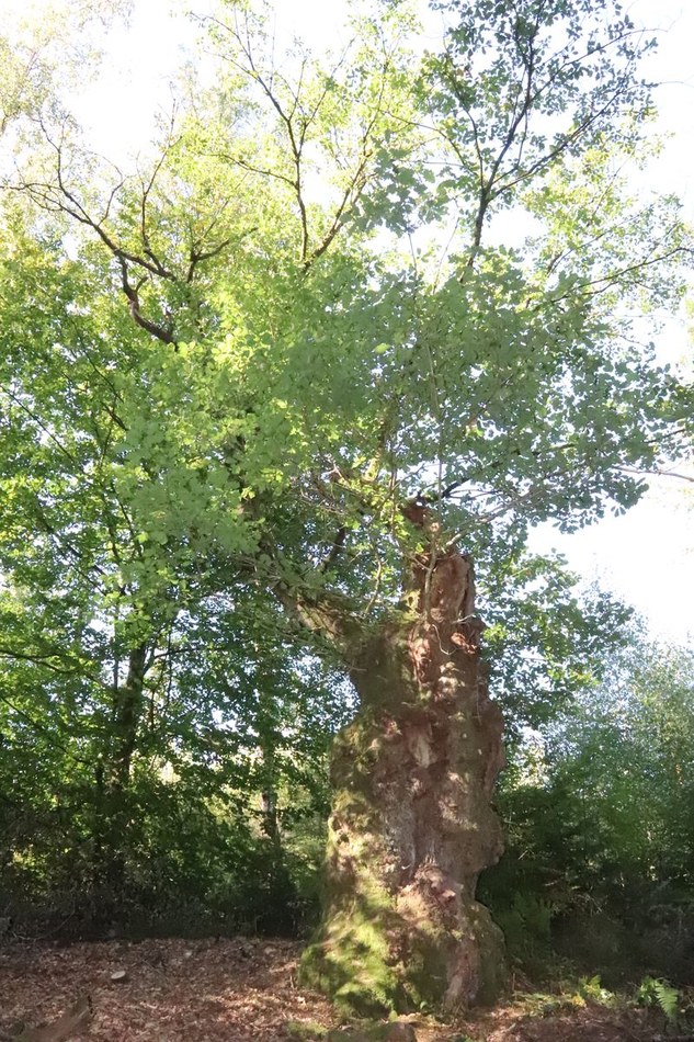 Chêne sessile (EV-013-02)_resultat.jpg