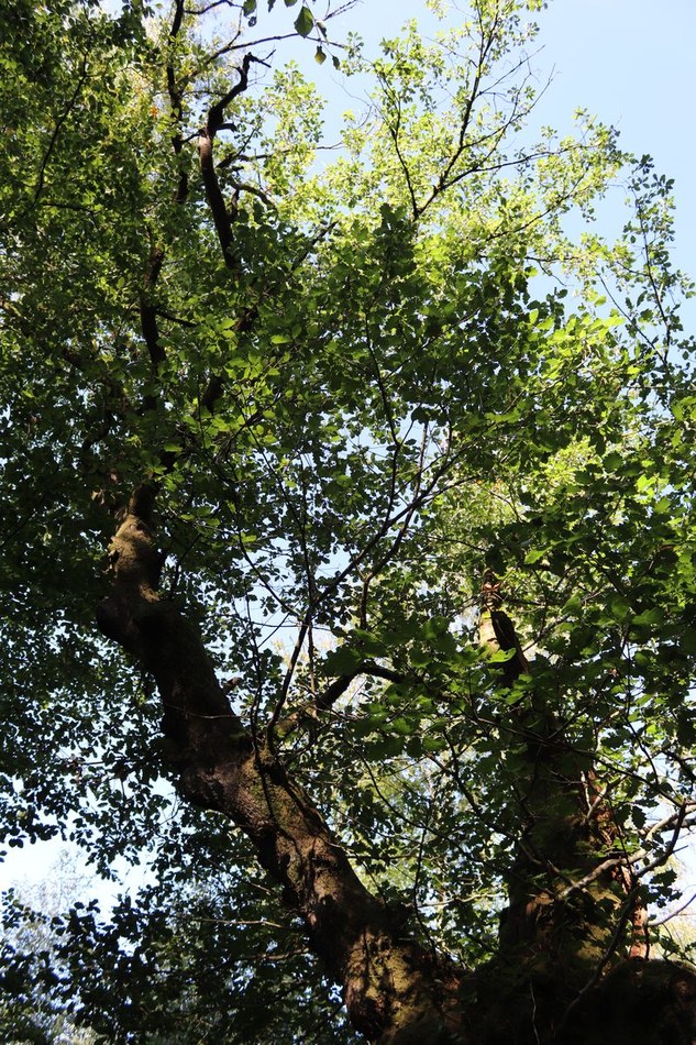 Chêne sessile (EV-013-03)_resultat.jpg