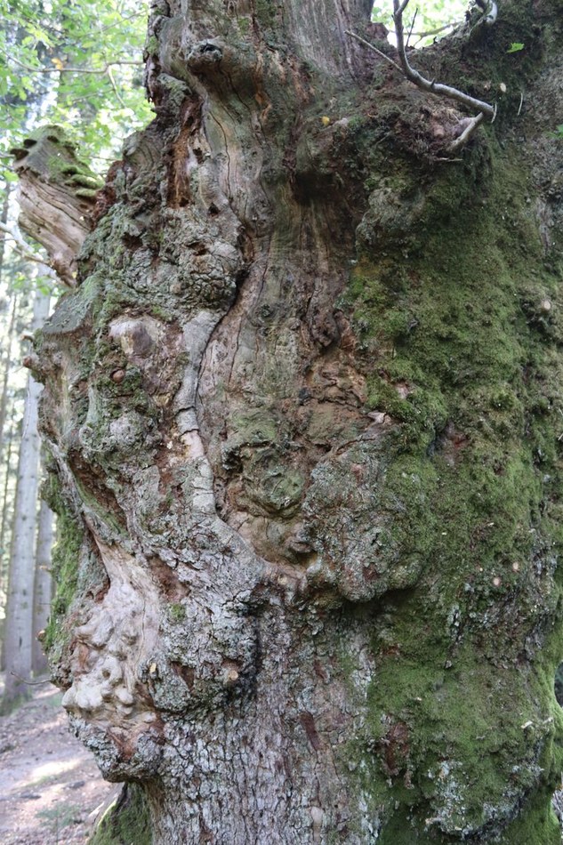Chêne sessile (EV-013-05)_resultat.jpg