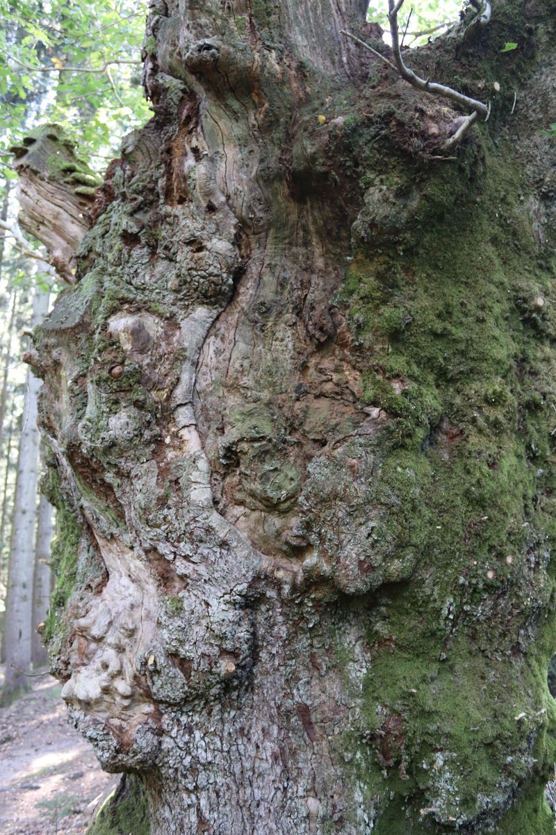 Chêne sessile (EV-013-05)_resultat.jpg