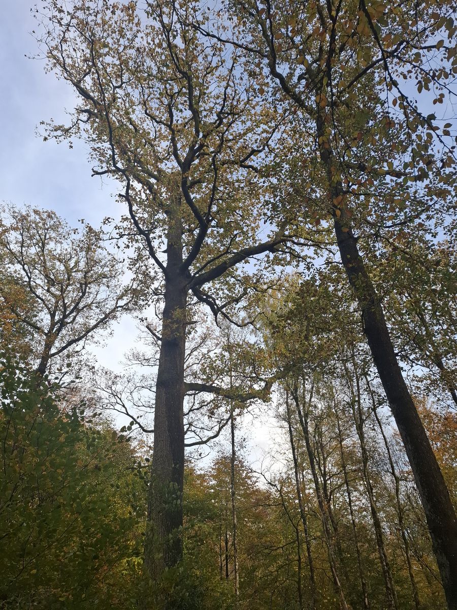 MR-ARB1 Crutins Gros (2)_resultat.jpg
