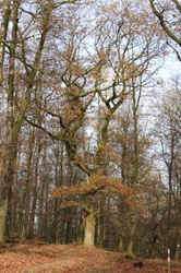 Chênes pédonculés (7) - Laforêt