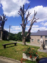 Hêtre pourpre - Bagimont