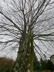 Hêtre pourpre - Laforêt