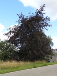 Hêtre rouge - Orchimont