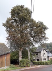 Marronnier d'Inde (commun) - Vresse