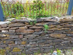 Mur en pierres sèches - Pussemange