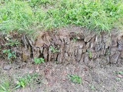 Mur en pierres sèches - Nafraiture