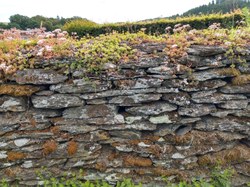 Mur en pierres sèches - orchimont