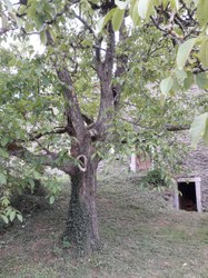 Noyer commun - Membre