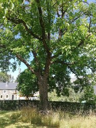 Noyer commun - Nafraiture