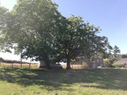 Noyers communs - Nafraiture