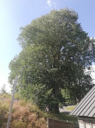 Orme champêtre - Nafraiture