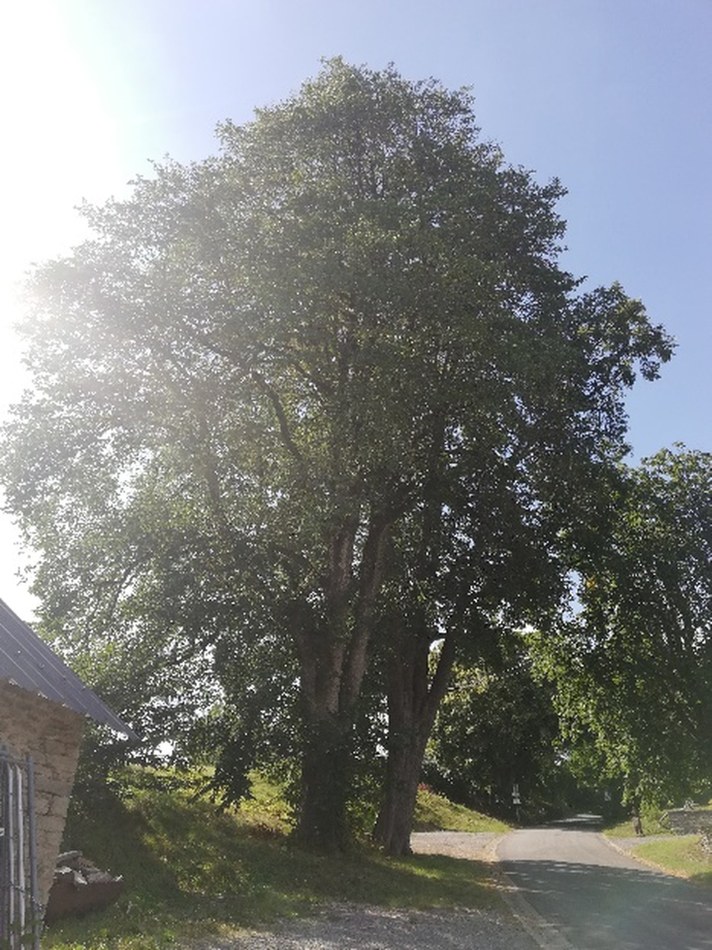 TILLEUL à gauche ORME à droite.jpg