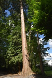 Sequoias (2) - Sugny Domaine marial