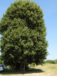 Tilleul à grandes feuilles - Orchimont