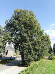 Tilleul à petites feuilles - Nafraiture