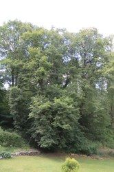 Tilleul commun - Laforêt