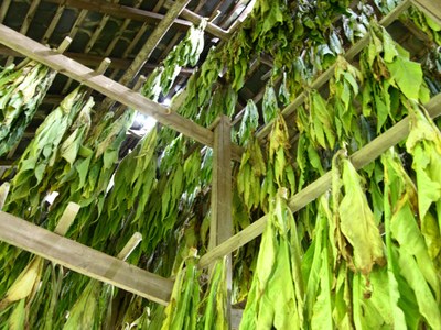 2007 - vresse - automne - tabac - recolte - sechage hangar - redim.jpg