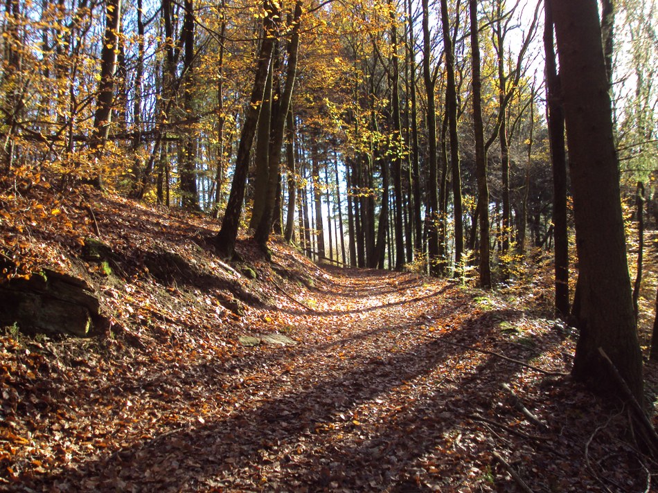 2013   Membre   automne   promenade roche à saloru   sentiers (CD Ardenne namuroise) (2)