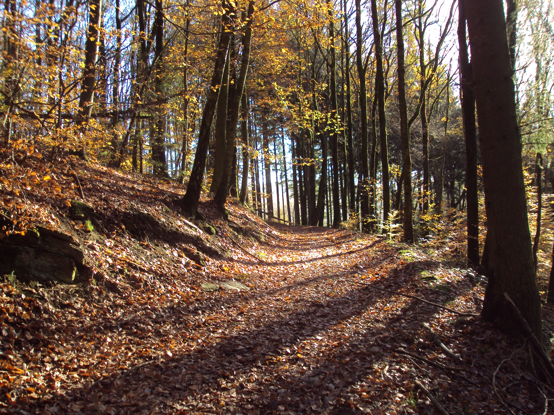 2013   Membre   automne   promenade roche à saloru   sentiers (CD Ardenne namuroise) (2)