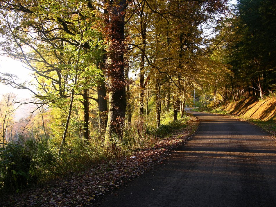 2015   Vresse   Automne   Route du Terne (M. Léonard   AN) (1)